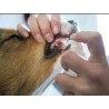 Buccafresh spray dentifrice