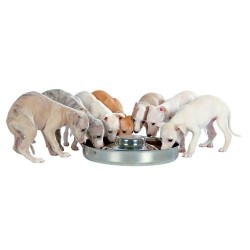 Gamelle pour chiots