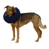 Collerette pour chien gonflable