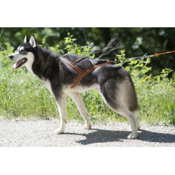 Harnais Canicross X-Back One I-Dog Orange