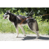 Harnais Canicross X-Back One I-Dog Orange