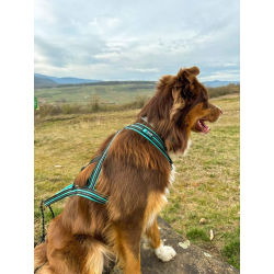 Harnais Olympia sport canin CANIGEAR