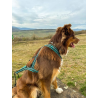 Harnais Olympia sport canin CANIGEAR