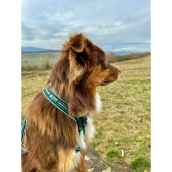 Harnais Olympia sport canin CANIGEAR