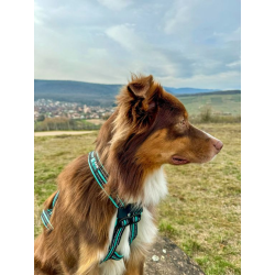 Harnais Olympia sport canin CANIGEAR