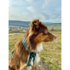 Harnais Olympia sport canin CANIGEAR