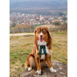 Harnais Olympia sport canin CANIGEAR