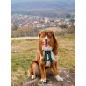 Harnais Olympia sport canin CANIGEAR